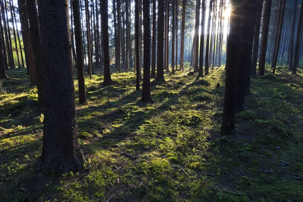 Der Urwald — Stockfoto