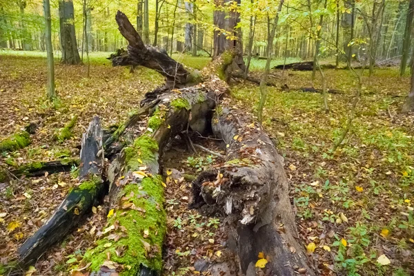 El bosque de carpe —  Fotos de Stock