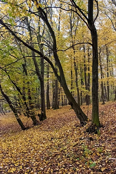 Хорнбемский лес — стоковое фото
