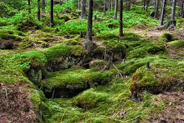 La forêt primitive-HDR — Photo