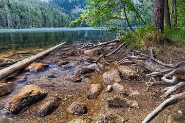 orman tarafından çevrelenmiş buzul siyah lake