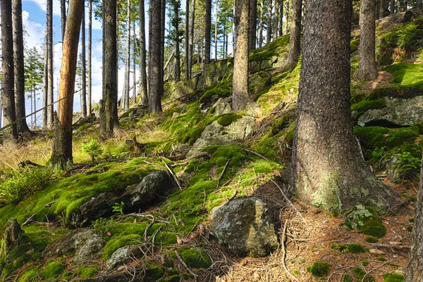 A floresta primitiva — Fotografia de Stock