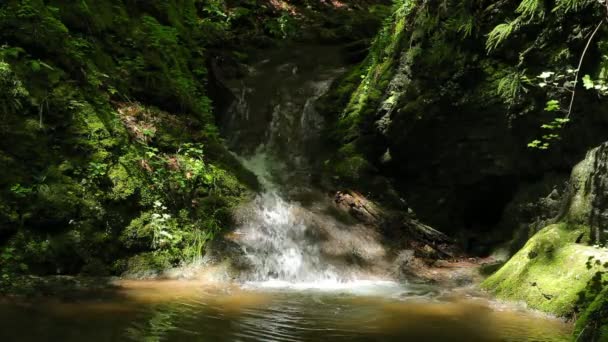 Río corre sobre cascadas en el bosque primitivo — Vídeos de Stock