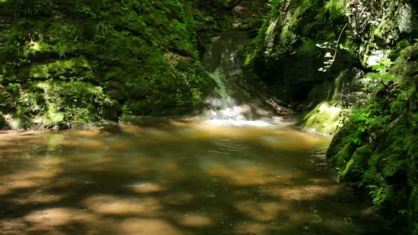 Rivier loopt over watervallen in het oerwoud — Stockvideo