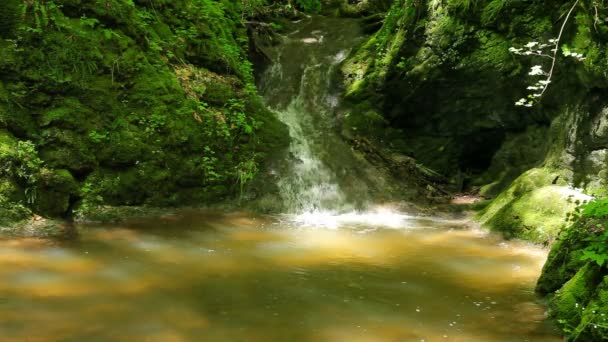 Rivière coule sur les cascades dans la forêt primitive — Video