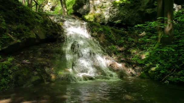 Rio corre sobre cachoeiras na floresta primitiva — Vídeo de Stock