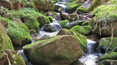 ilkel ormandaki kayalar üzerinde nehir geçiyor