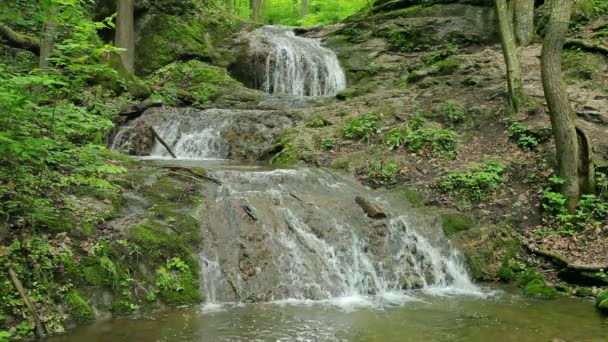 Il fiume scorre sulle cascate nella foresta primordiale — Video Stock