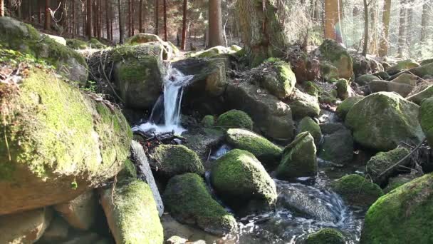 Río corre sobre rocas en el bosque primitivo — Vídeos de Stock