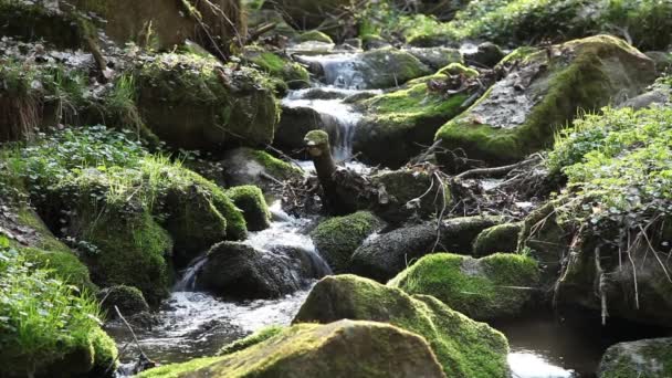 Il fiume scorre sui massi nella foresta primordiale — Video Stock