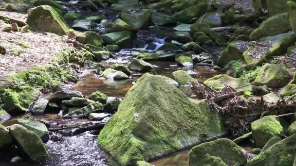 Rio corre sobre pedregulhos na floresta primitiva — Vídeo de Stock