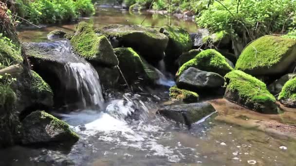 Rio corre sobre pedregulhos na floresta primitiva — Vídeo de Stock