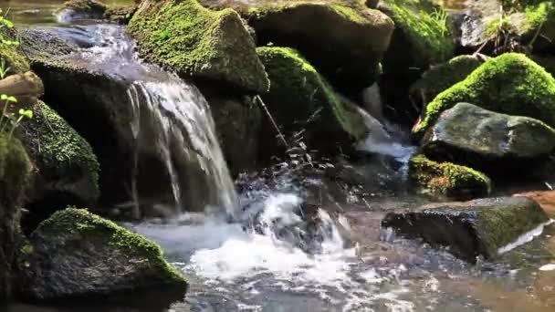 Rivière coule sur les rochers dans la forêt primitive — Video