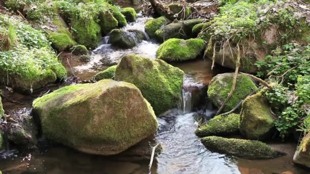 Río corre sobre rocas en el bosque primitivo — Vídeo de stock