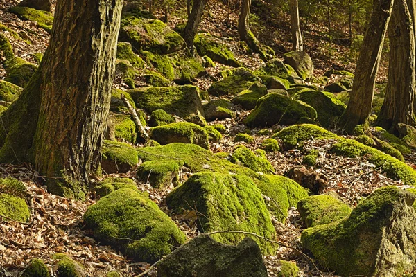 El bosque primitivo —  Fotos de Stock