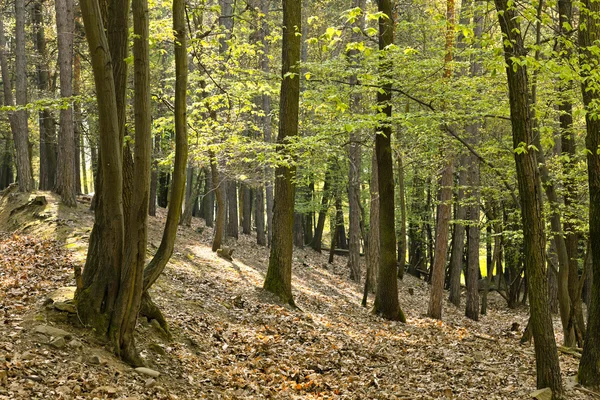 A floresta de carvalho primitiva — Fotografia de Stock