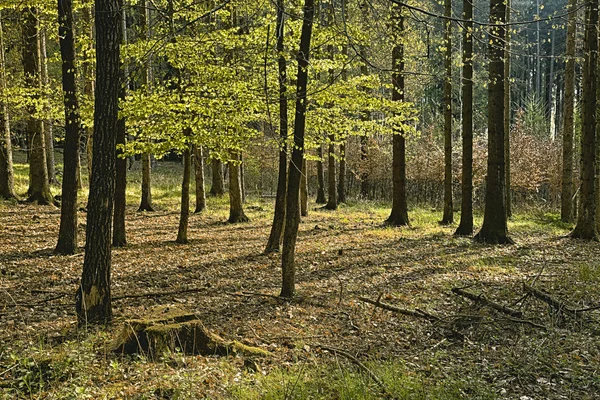 The hornbeam forest — Stock Photo, Image