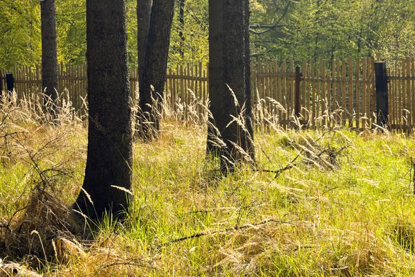 La forêt d'épinettes avec la clôture en bois — Photo