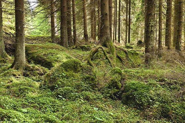 A floresta primitiva - HDR — Fotografia de Stock