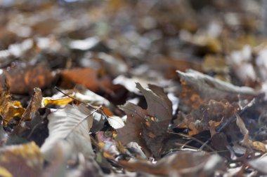 Sonbahar yapraklarının soyut arkaplanı