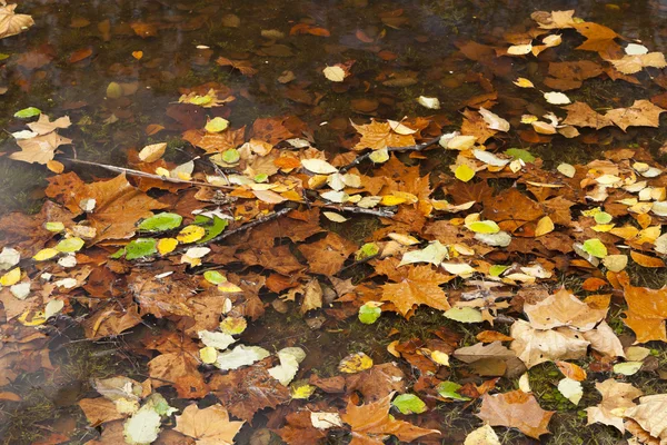 Fondo abstracto de hojas de otoño — Foto de Stock