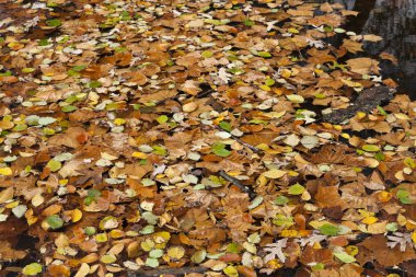 Sonbahar yapraklarının soyut arkaplanı