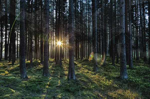 A floresta primitiva — Fotografia de Stock