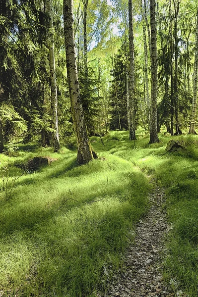 La forêt de bouleaux le matin — Photo