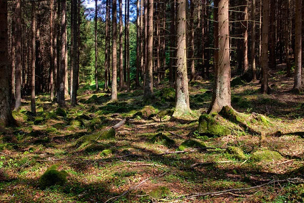 A floresta de abeto — Fotografia de Stock