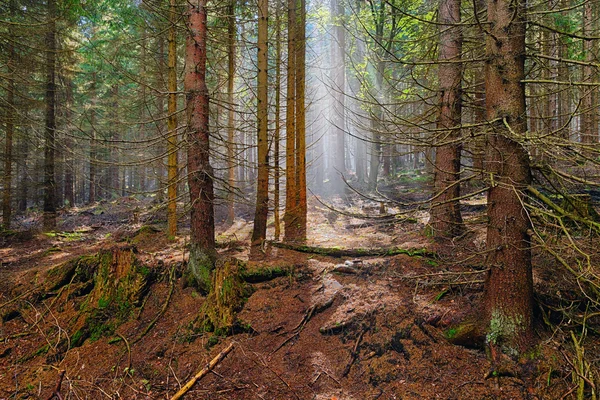 A floresta de abeto — Fotografia de Stock