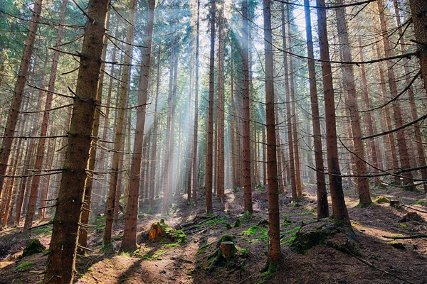 A floresta de abeto — Fotografia de Stock