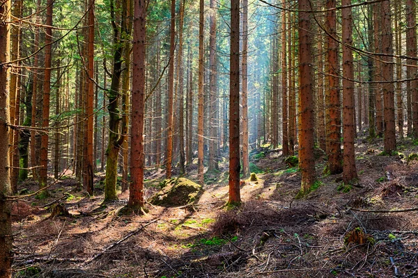 El bosque de abetos — Foto de Stock