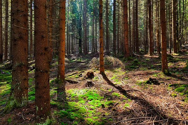 Еловый лес — стоковое фото
