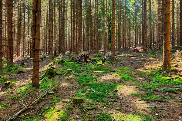 Ялинового лісу — стокове фото