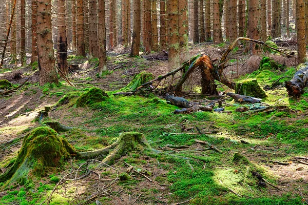 A floresta primitiva — Fotografia de Stock