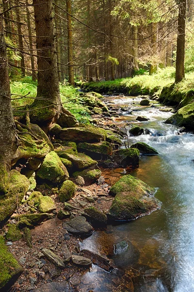 La foresta primordiale con il torrente - HDR — Foto Stock