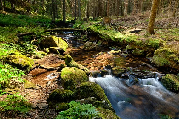 La foresta primordiale con il torrente - HDR — Foto Stock