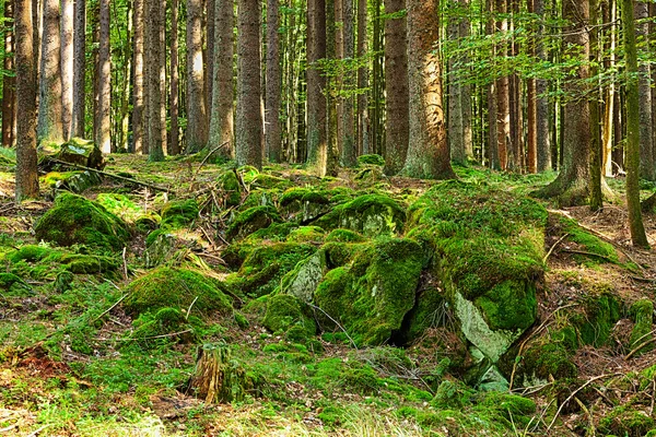 原始森林 — 图库照片
