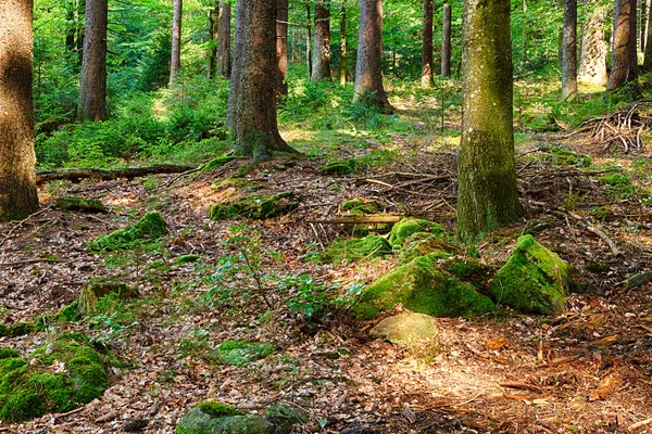 The primeval forest — Stock Photo, Image