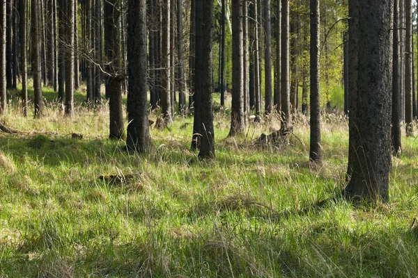 Smrkového lesa — Stock fotografie