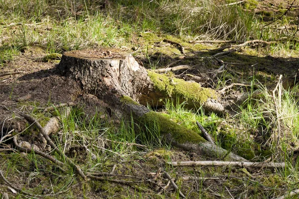 El tronco del bosque de abeto —  Fotos de Stock