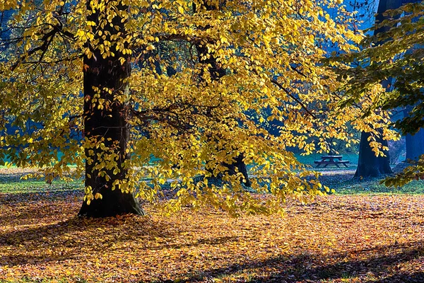 Der Wald am Morgen — Stockfoto