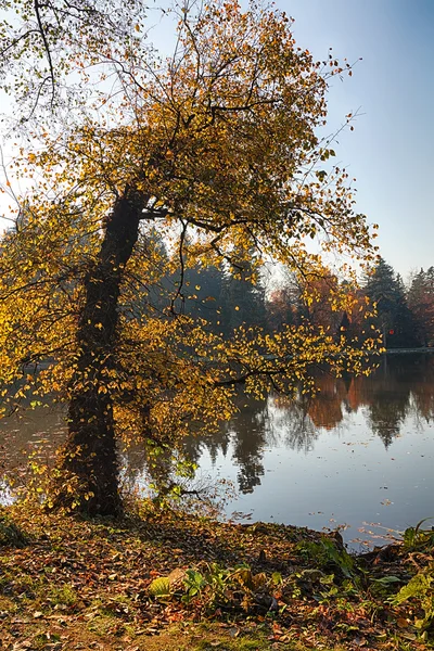 The leafy tree in the morning and the Pond — Stock Photo, Image