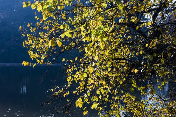 The leafy tree in the morning and the Pond — Stock Photo, Image