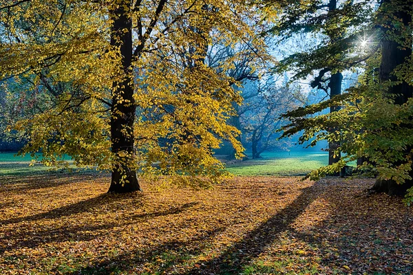 A floresta de manhã — Fotografia de Stock