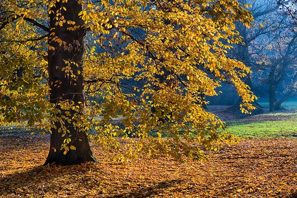 Sabah ormanı. — Stok fotoğraf