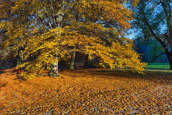 El bosque por la mañana —  Fotos de Stock