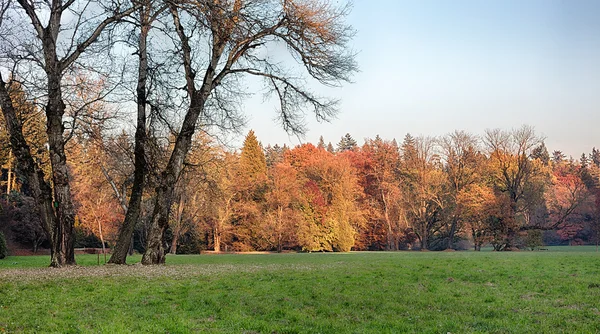 The forest in the morning — Stock Photo, Image