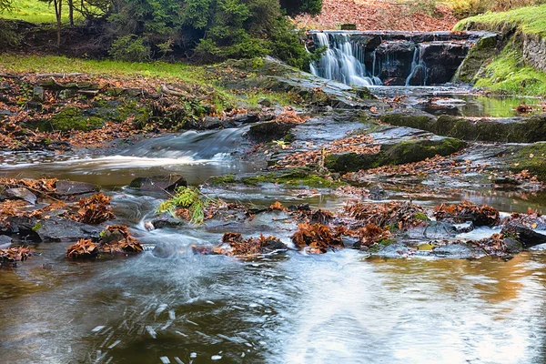 Rinner över stenblock i urskogen — Stockfoto