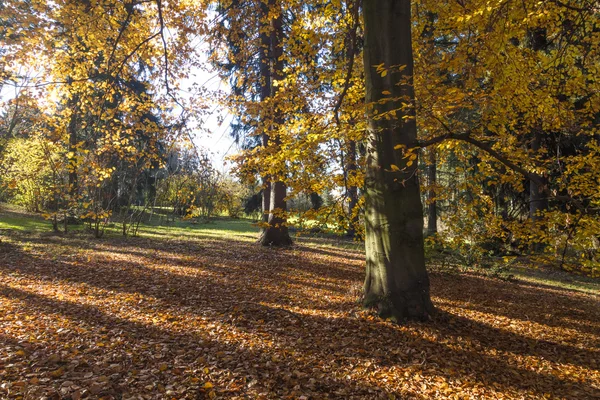 The forest in the morning — Stock Photo, Image